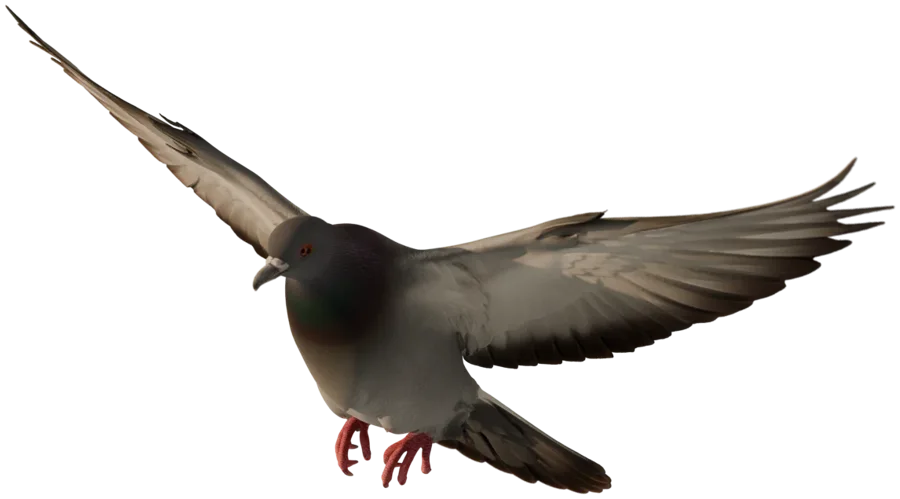 Eine Berliner Stadttaube im Flug.